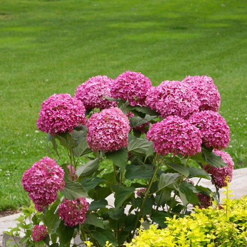 Hortensja drzewiasta RUBY ANNABELLE® sadzonka C1