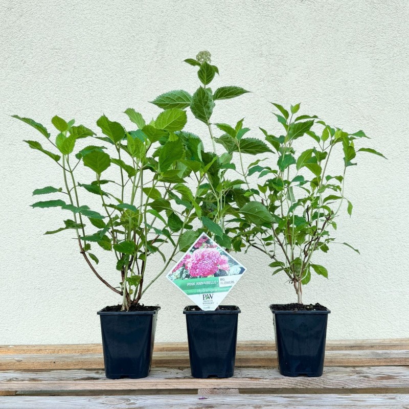 Hortensja Drzewiasta Pink Annabelle Sadzonka c1 cena