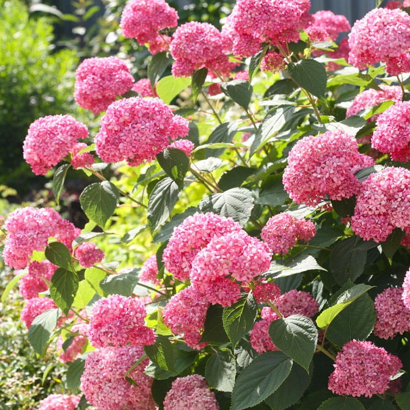 Hortensja Drzewiasta Pink Annabelle Hydrangea arborescens Sadzonka C1