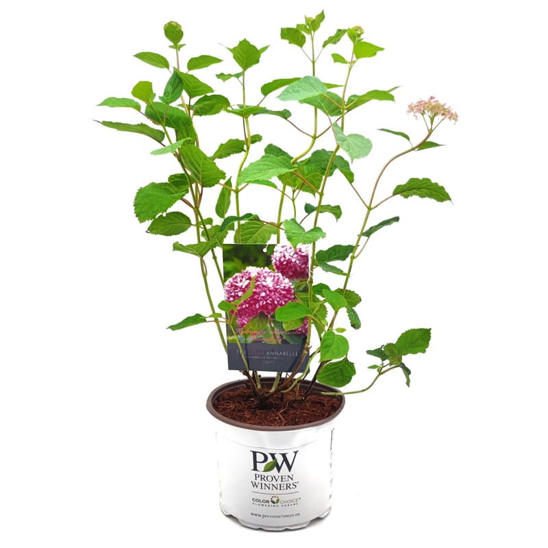 hortensja drzewiasta pink annabelle spirit c5 sadzonki duż