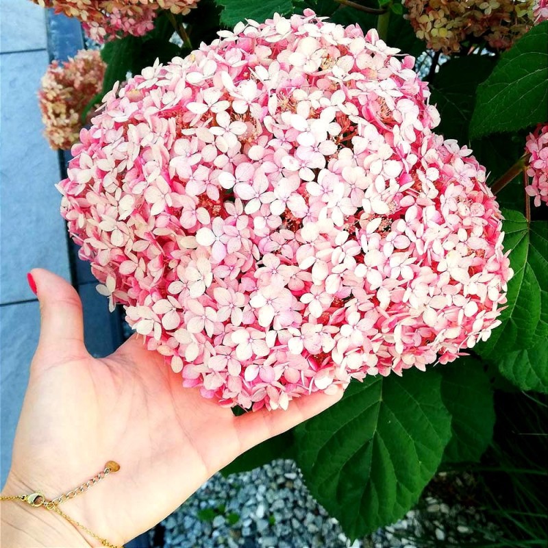 Kiedy kwitnie hortensja drzewiasta pink annabele spirit