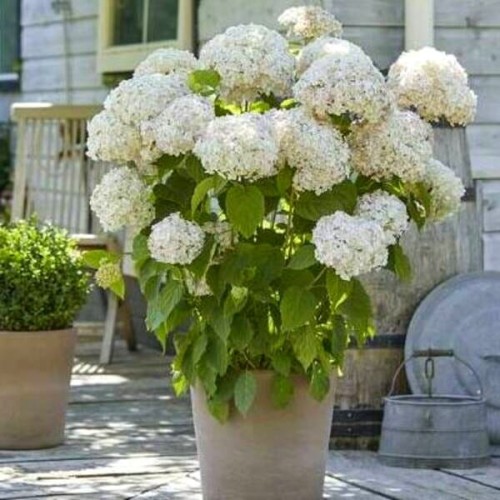 Hortensja drzewiasta CANDYBELLE MARSHMALLOW sadzonka C5