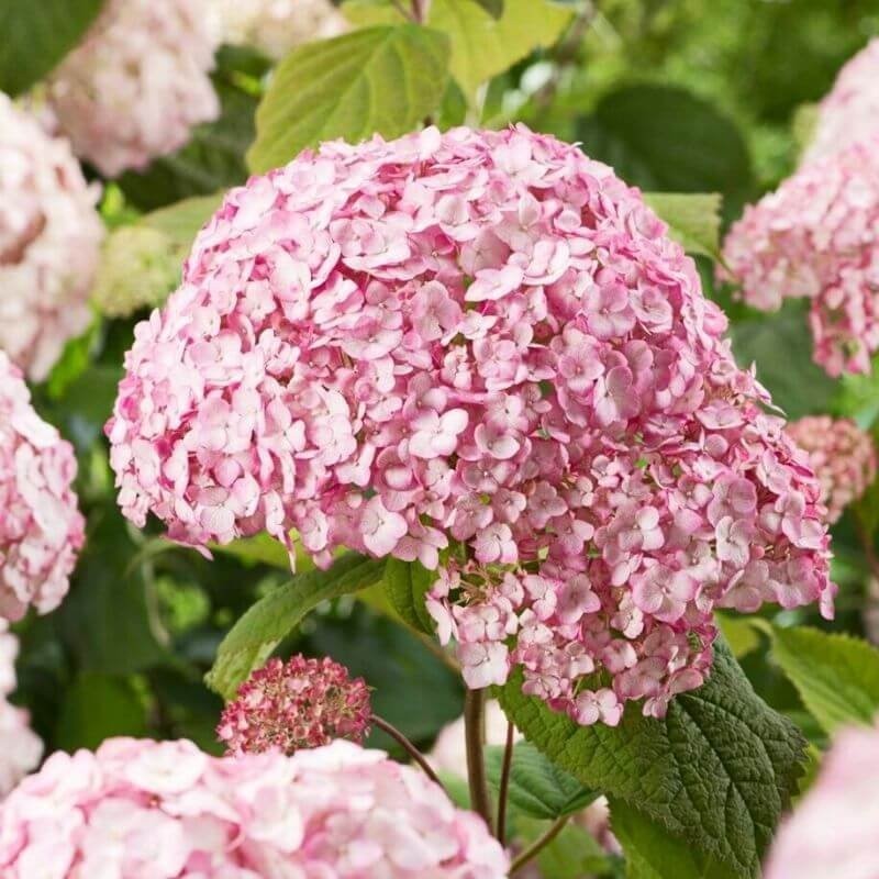 Hortensja drzewiasta Candybelle Bubblegum niska cena