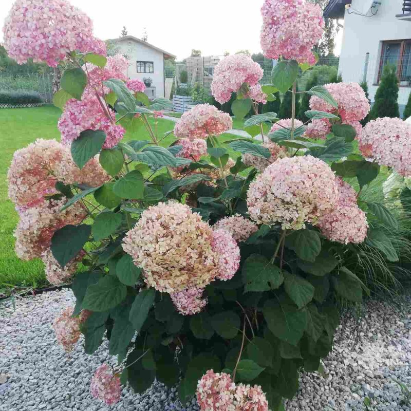 Hortensja krzewiasta Candybelle Bubblegum uprawa