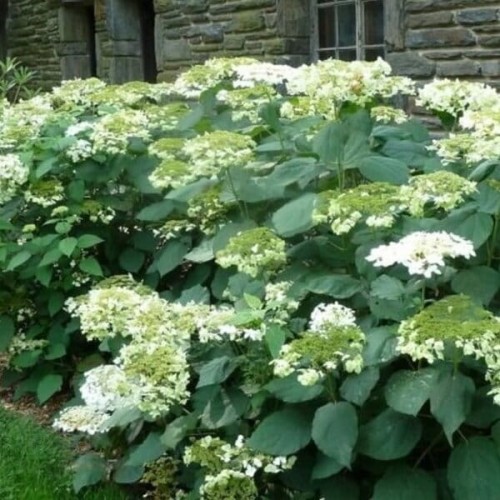 Hortensja drzewiasta WHITE DOME sadzonka C3 40-60cm