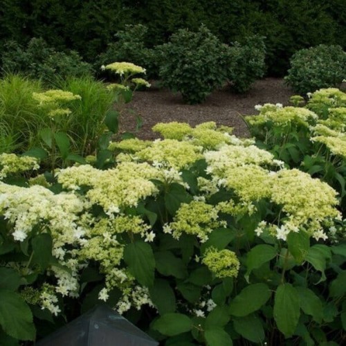 Hortensja drzewiasta HAYES STARBURST sadzonka C3 60-80cm