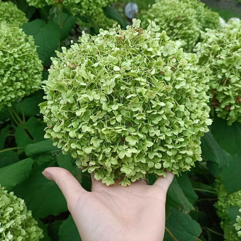 Hortensja drzewiasta Bounty kiedy kwitnie