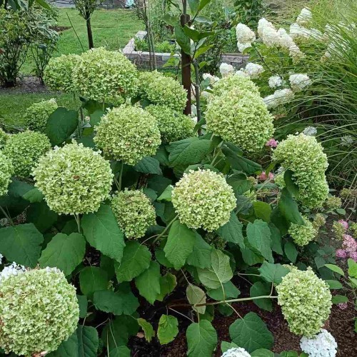 Hortensja drzewiasta Bounty sadzonka C3 40-60cm