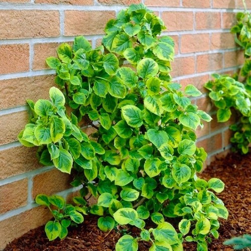 Hortensja pnąca MIRRANDA sadzonka C2