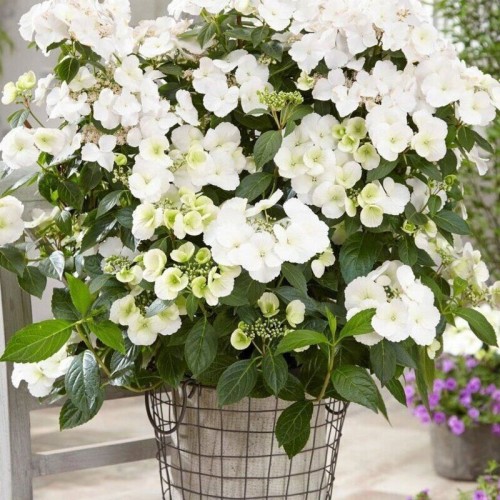 Hortensja Runaway Bride ® Snow White sadzonka XL-C5/C7