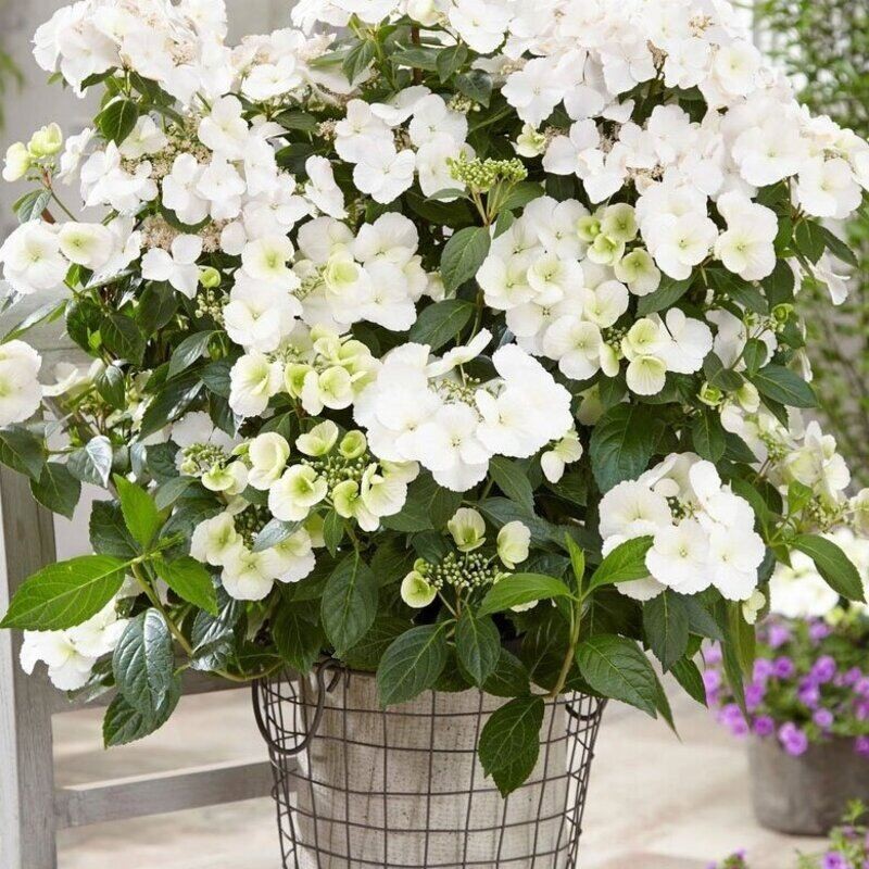 Hortensja uciekająca panna młoda sadzonki c3