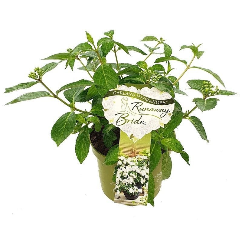 Sadzonki Hortensji Runaway Bride - orginalne.jpg