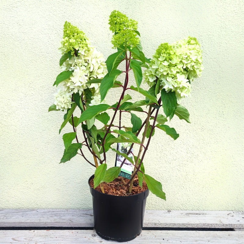 hortensja bukietowa little fresco sadzonki cena