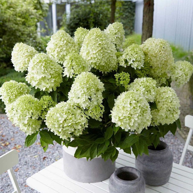 Hortensja Bukietowa LITTLE FRESCO Hydrangea paniculata Sadzonka XL-C5