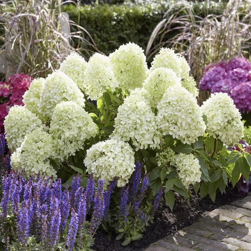 hortensja bukietowa little fresco gdzie kupić