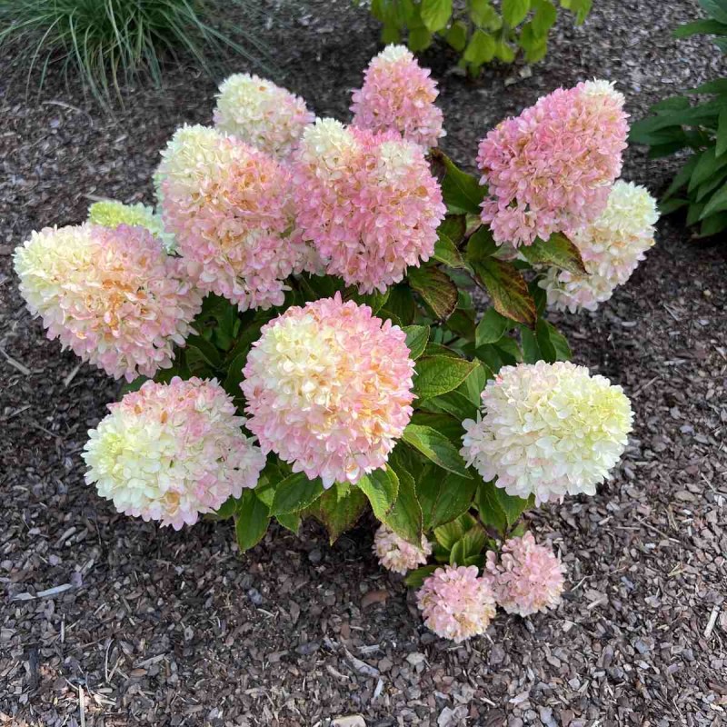 hortensja bukietowa little fresco wysokość