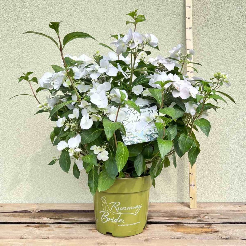 Hortensja oryginalna runaway bride sadzonka c5.jpg
