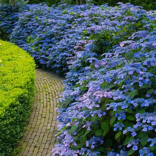 Hortensja piłkowana VEERLE ® sadzonka XL-C5