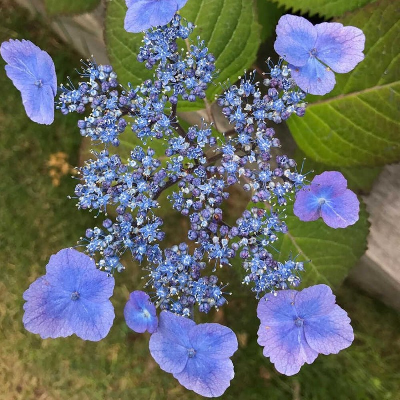 hortensja piłkowana veerle c5 uprawa