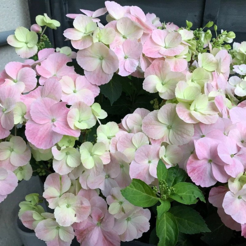 hortensja Hydrangea hybrid frenh bolero uprawa