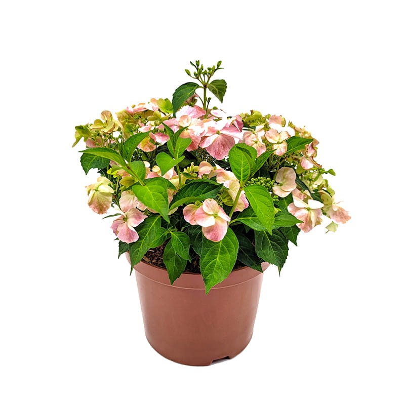 hortensja french bolero rose sadzonka.jpg