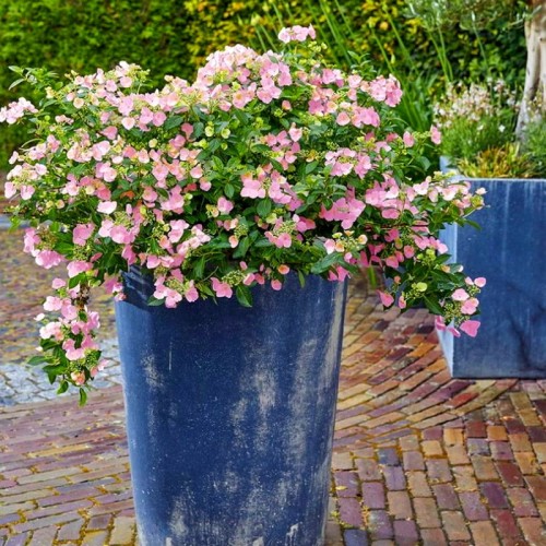 Hortensja French Bolero Rose® sadzonka XL-C3
