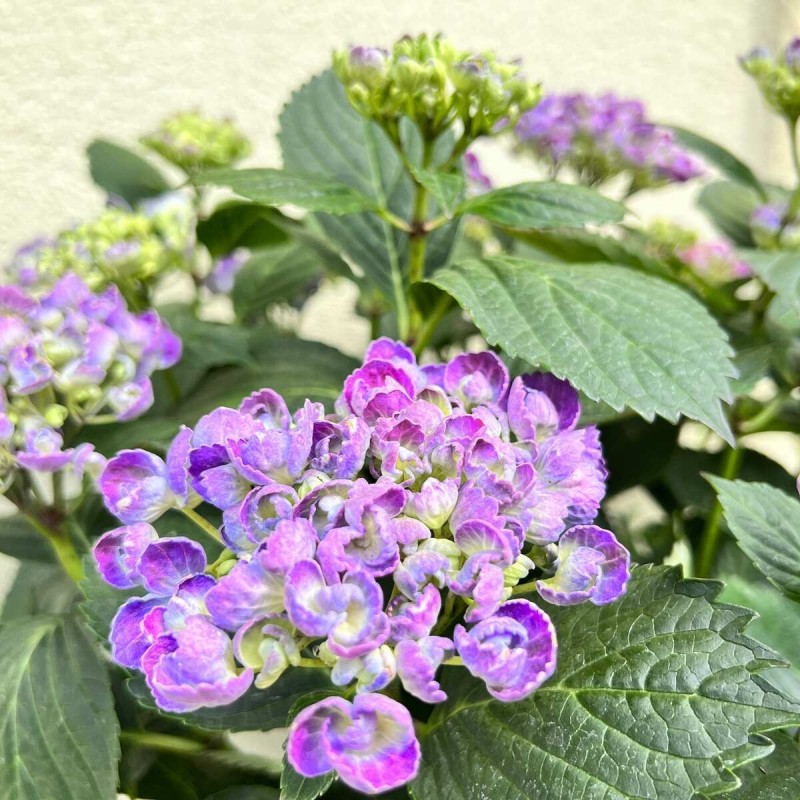 hortensja wielokolorowa hovaria uprawa