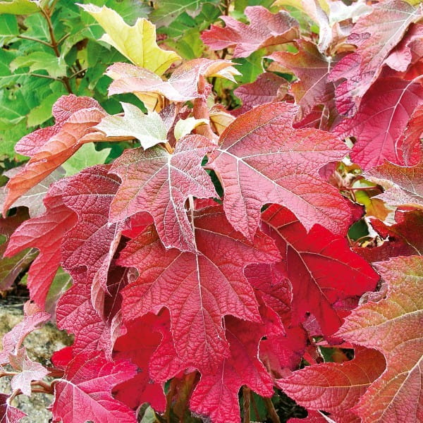 Hortensja dębolistna Burgundy odmiany