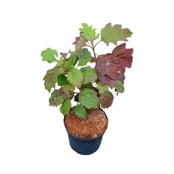 Hortensja dębolistna ice crystal sadzonka cena