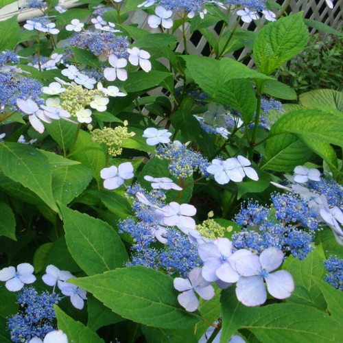 Hortensja piłkowana BLUEBIRD sadzonka C2