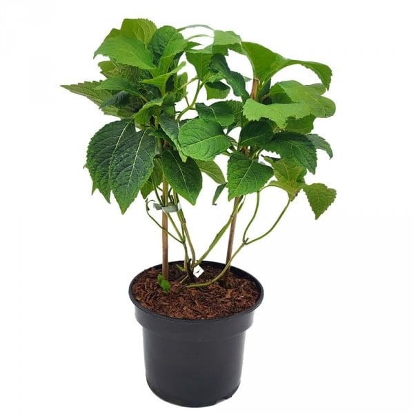 Hortensja piłkowana Bluebird Sadzonka w donicy