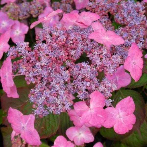 hortensja karłowa piłkowana roślina do ogrodu.jpg