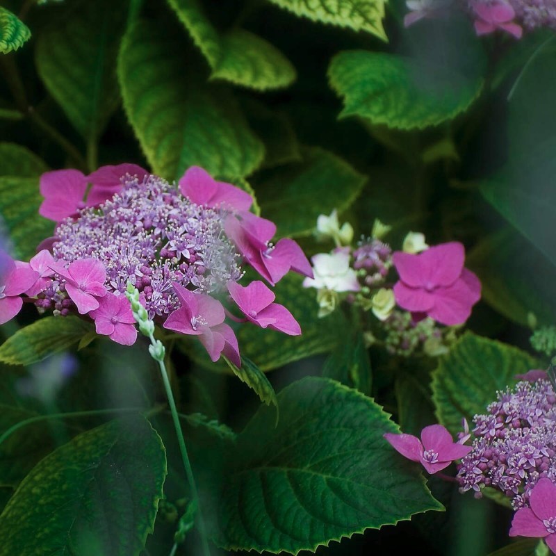 Hortensja piłkowana koreana zimowanie