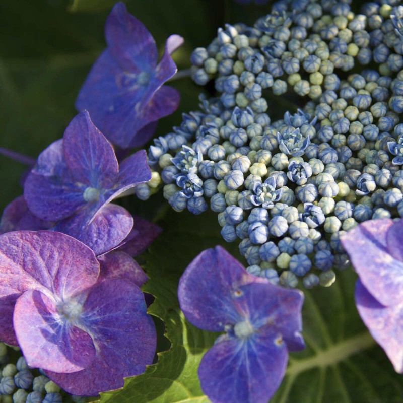 Hortensja kosmata hot chocolate kwiaty