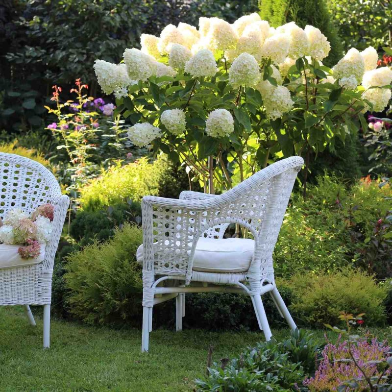 Hortensja Bukietowa Phantom sadzonki sklep