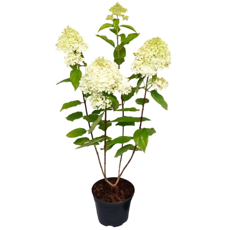 Hortensja Bukietowa Phantom sadzonka cena