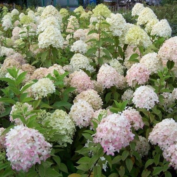 Hortensja Bukietowa Phantom Hydrangea paniculata uprawa