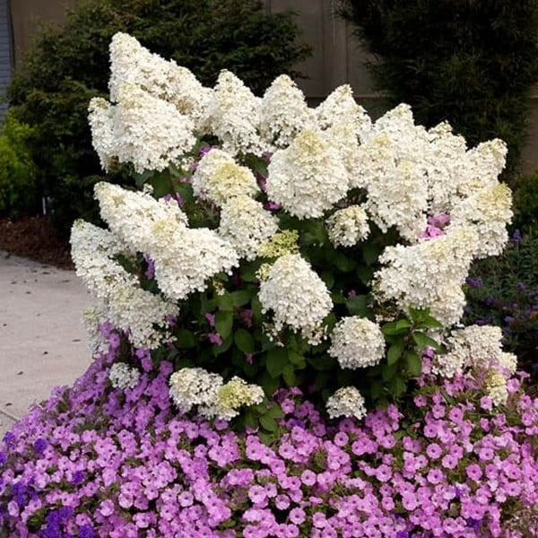 Jak wygląda karłowa Hortensja Bobo.jpg