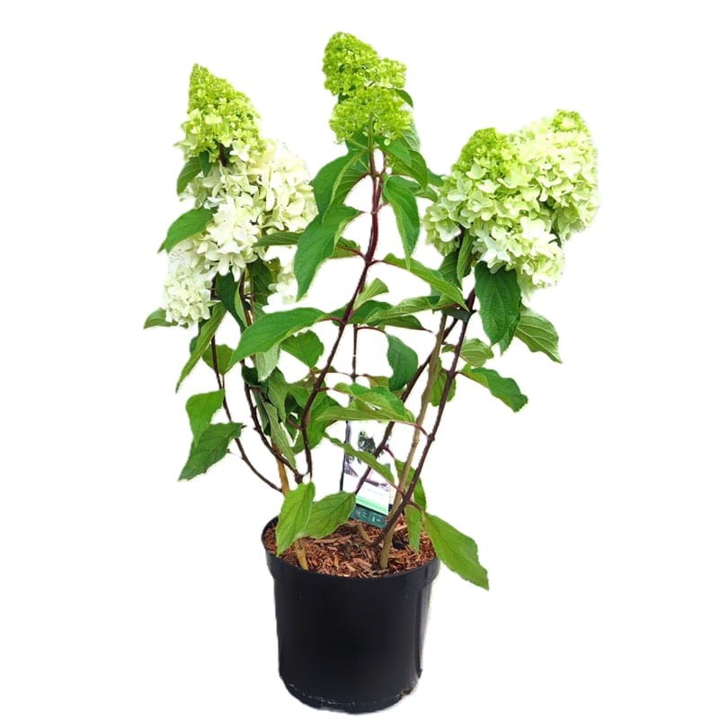 Hortensja karłowa Bobo sadzonka cena