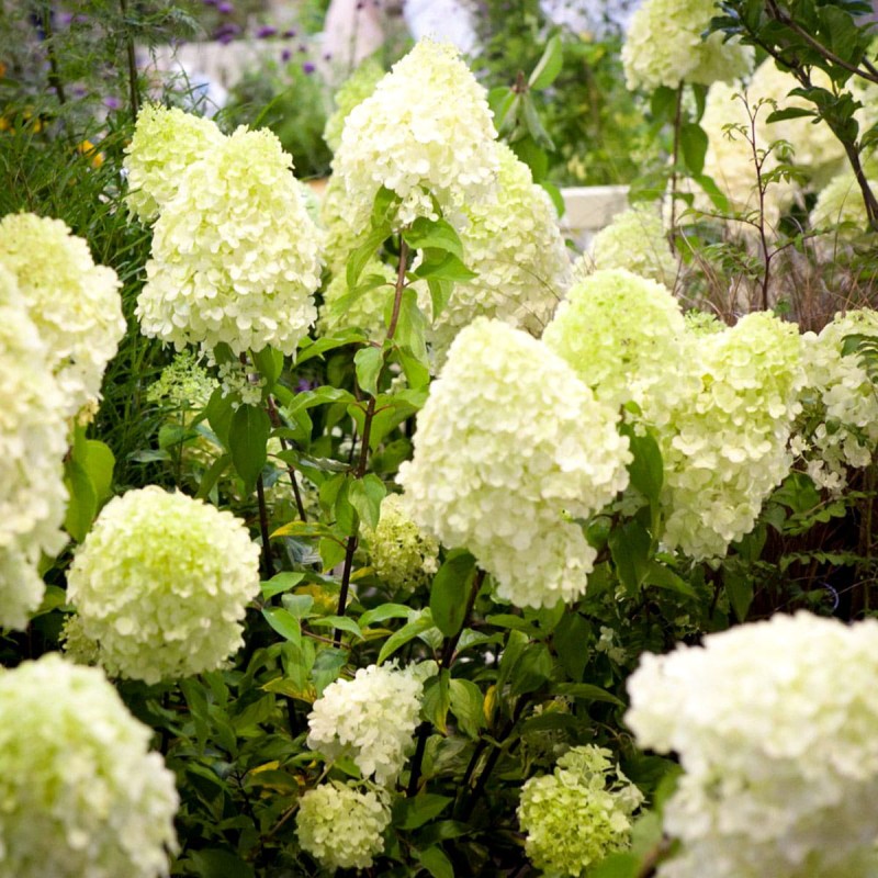 Hydrangea paniculata polar bear przycinanie