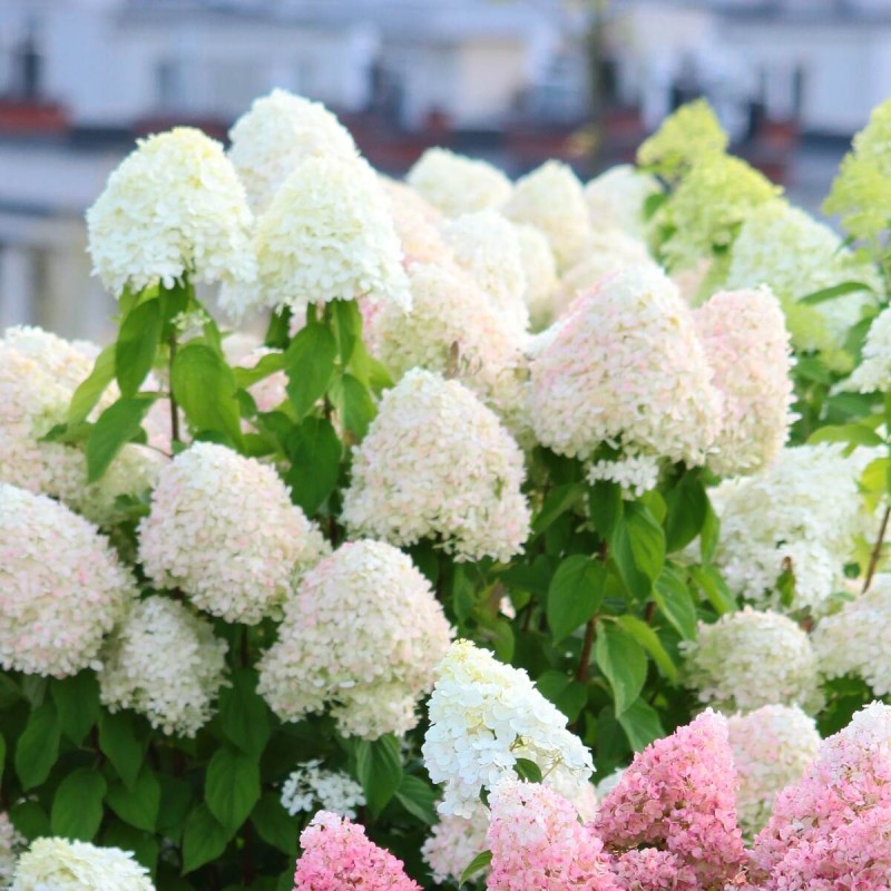 Hortensja bukietowa Polar Bear Hydrangea paniculata sadzonki sklep