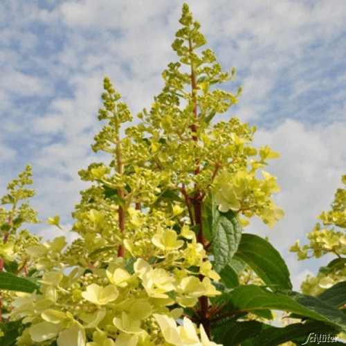 Hortensja bukietowa CANDELIGHT ® sadzonka C3