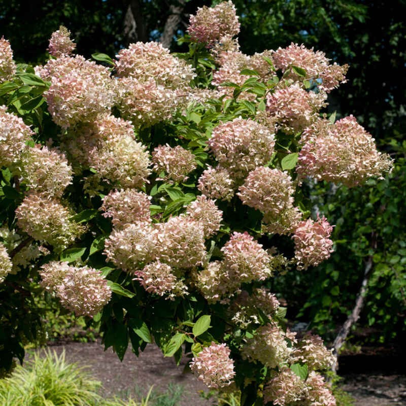 Hortensja Bukietowa Grandiflora Hydrangea paniculata cięcie