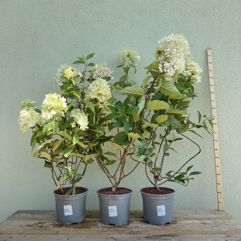 Hortensja Bukietowa Grandiflora Sadzonka