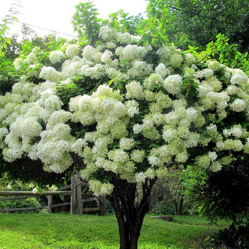 Hortensja Bukietowa Grandiflora Hydrangea paniculata sadzonki