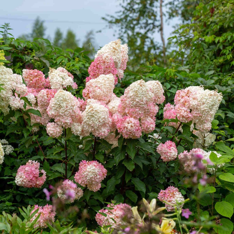 hortensja bukietowa vanille fraise sadzonka c1 uprawa