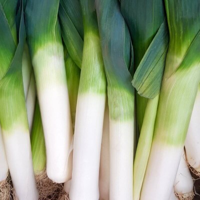 BIO Por późny DE CARENTAN 2 nasiona ekologiczne 0,5g