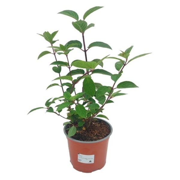 hortensja bukietowa vanille fraise sadzonka c1