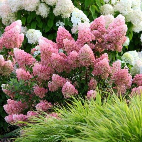 Hortensja bukietowa Vanille-fraise ® sadzonka XL-C5 Szczepiona Na Pniu 60-80cm