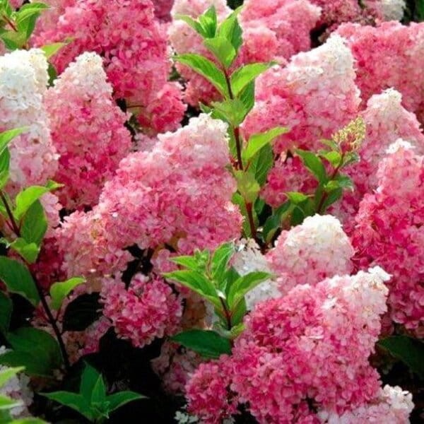 Hortensja vanille fraise hydrangea paniculata c11 zimowanie